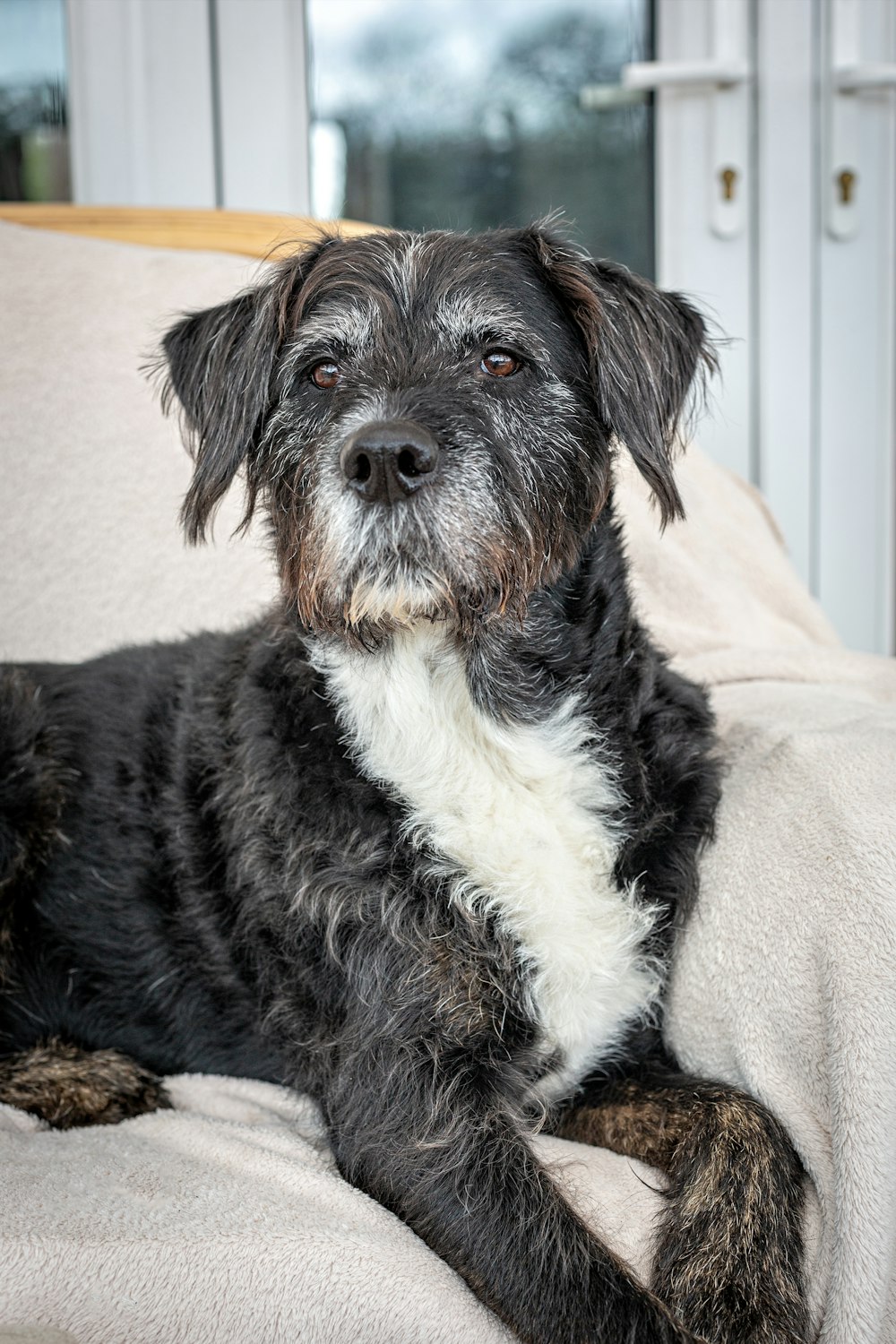 a black and white dog laying on top of a couch