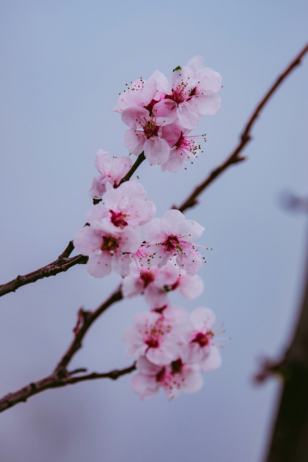 a branch of a tree with pink flowers