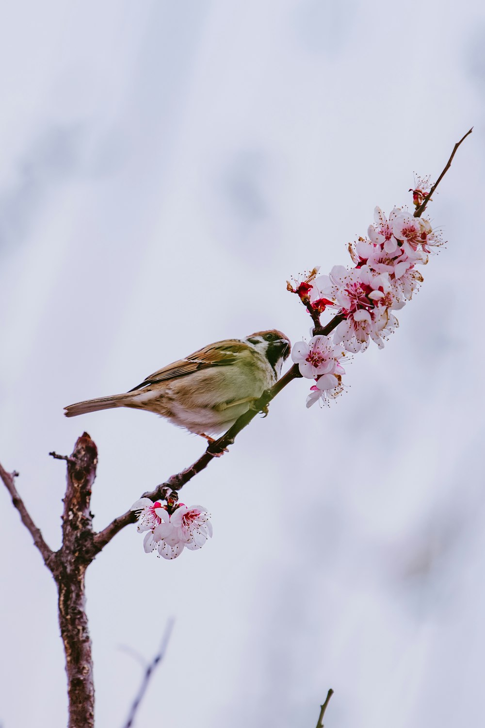 a bird sitting on a branch of a cherry blossom tree