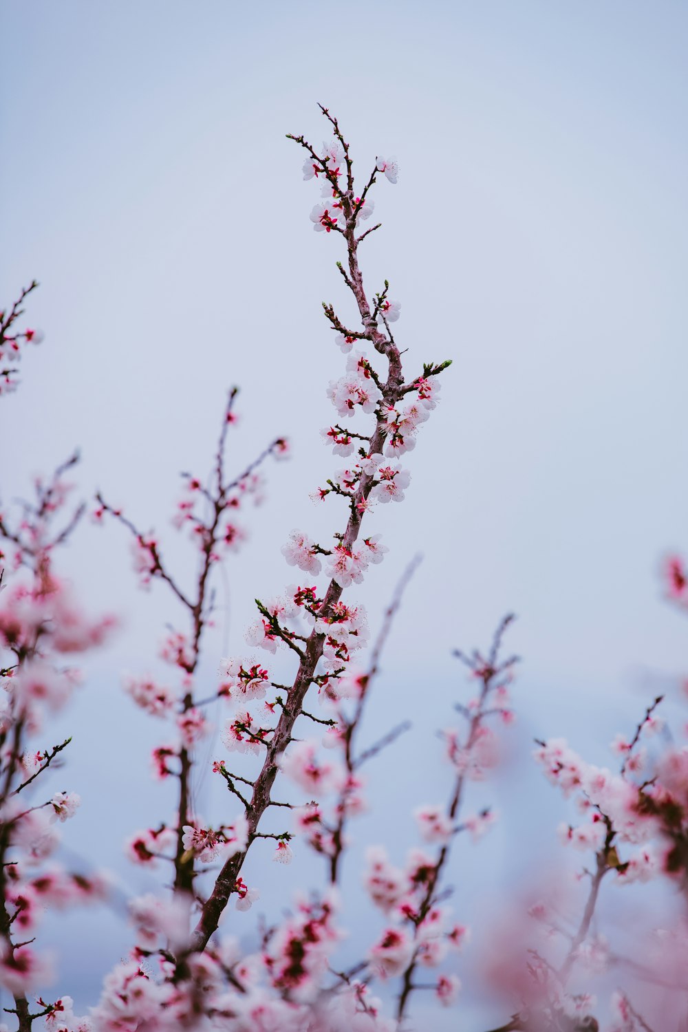 un primo piano di un albero con fiori rosa