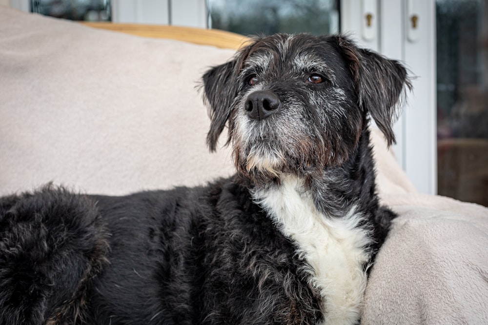 a black and white dog laying on top of a couch