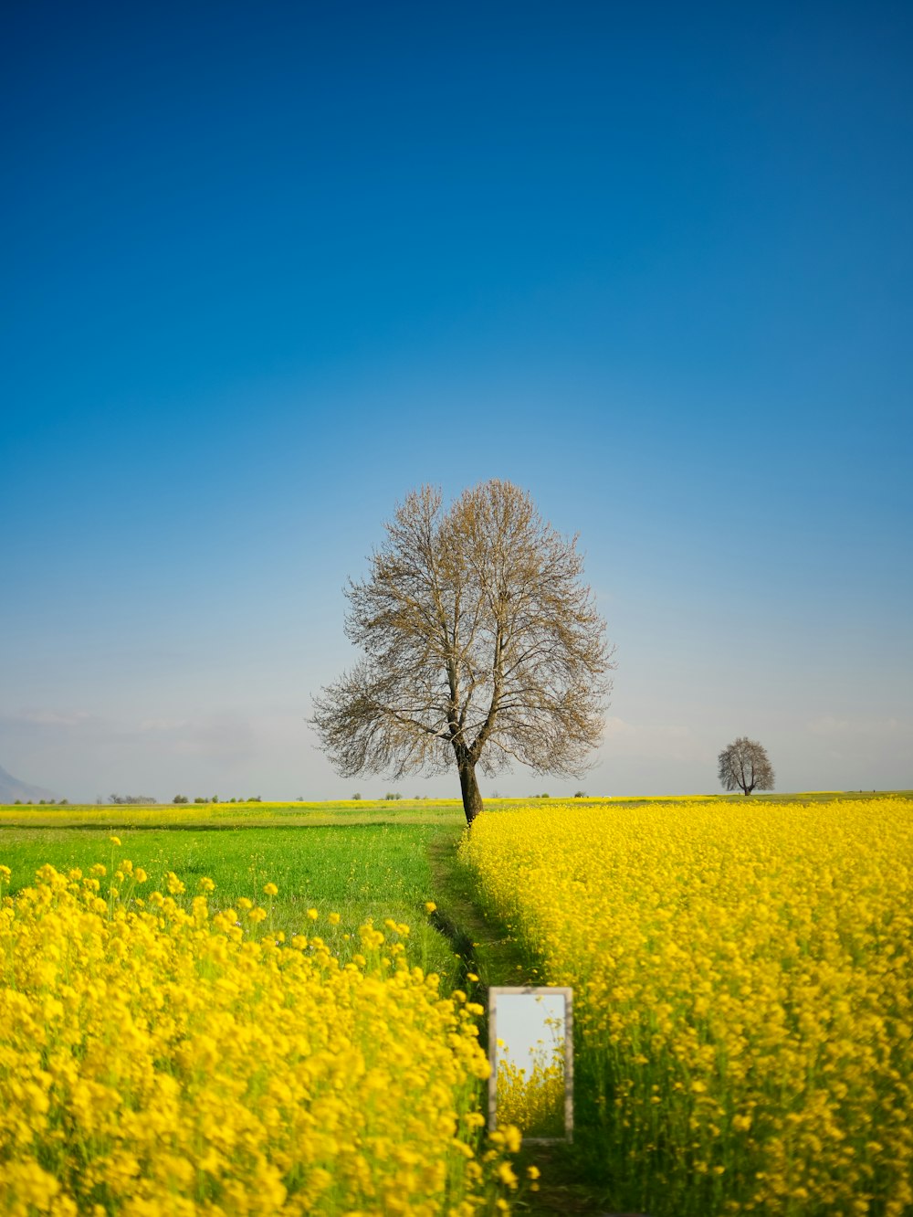 a lone tree in a field of yellow flowers