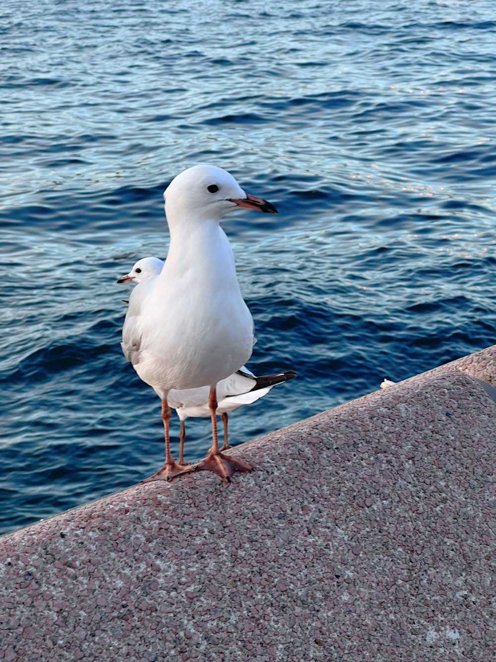 a seagull standing on a ledge near the water