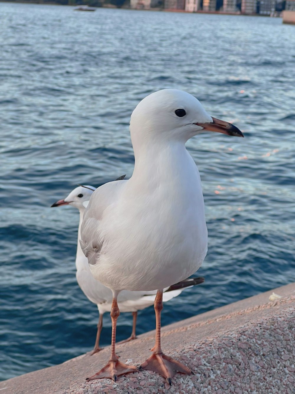 a seagull standing on a ledge next to a body of water