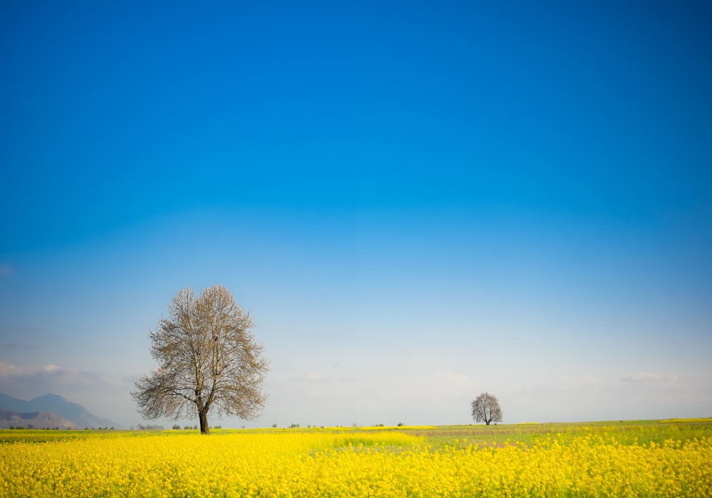 a lone tree in a field of yellow flowers