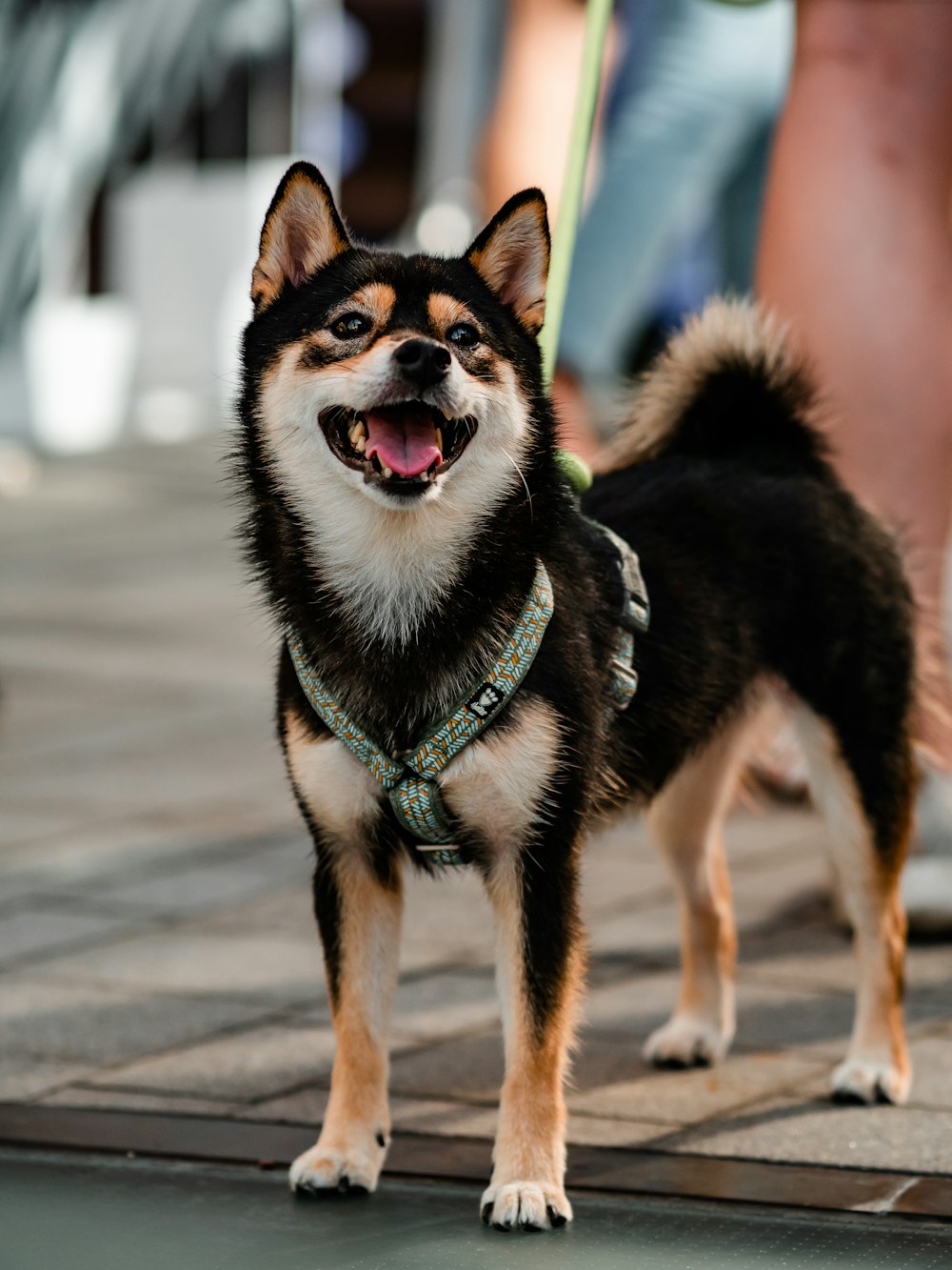 Ein schwarz-brauner Hund steht auf einem Bürgersteig