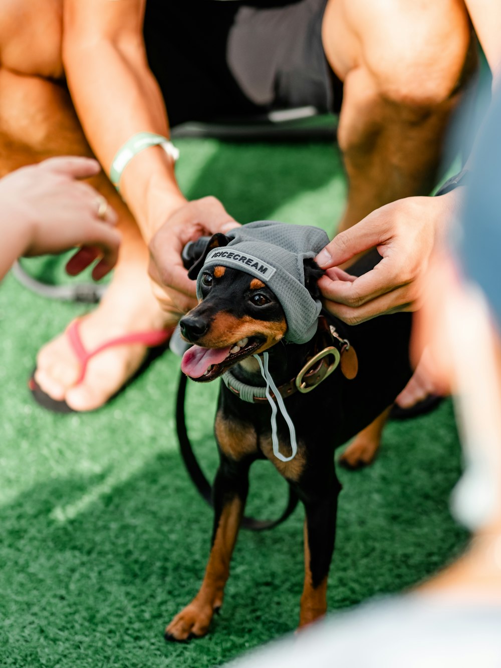 a small dog wearing a hat is being petted
