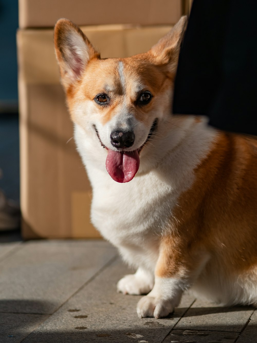 a brown and white dog sitting on top of a sidewalk