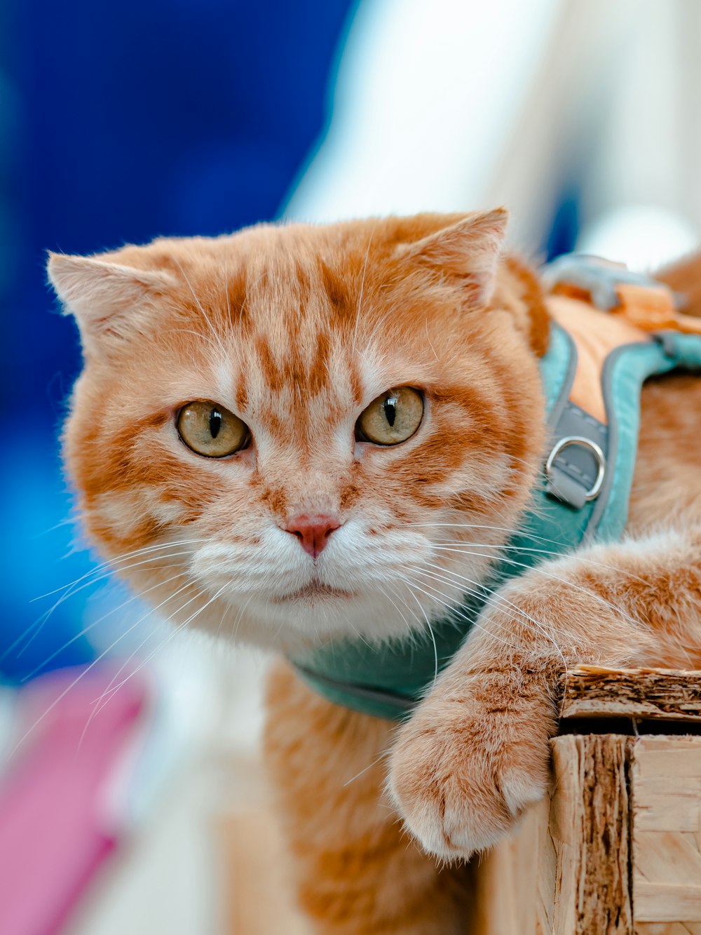 Un primo piano di un gatto che indossa un'imbracatura