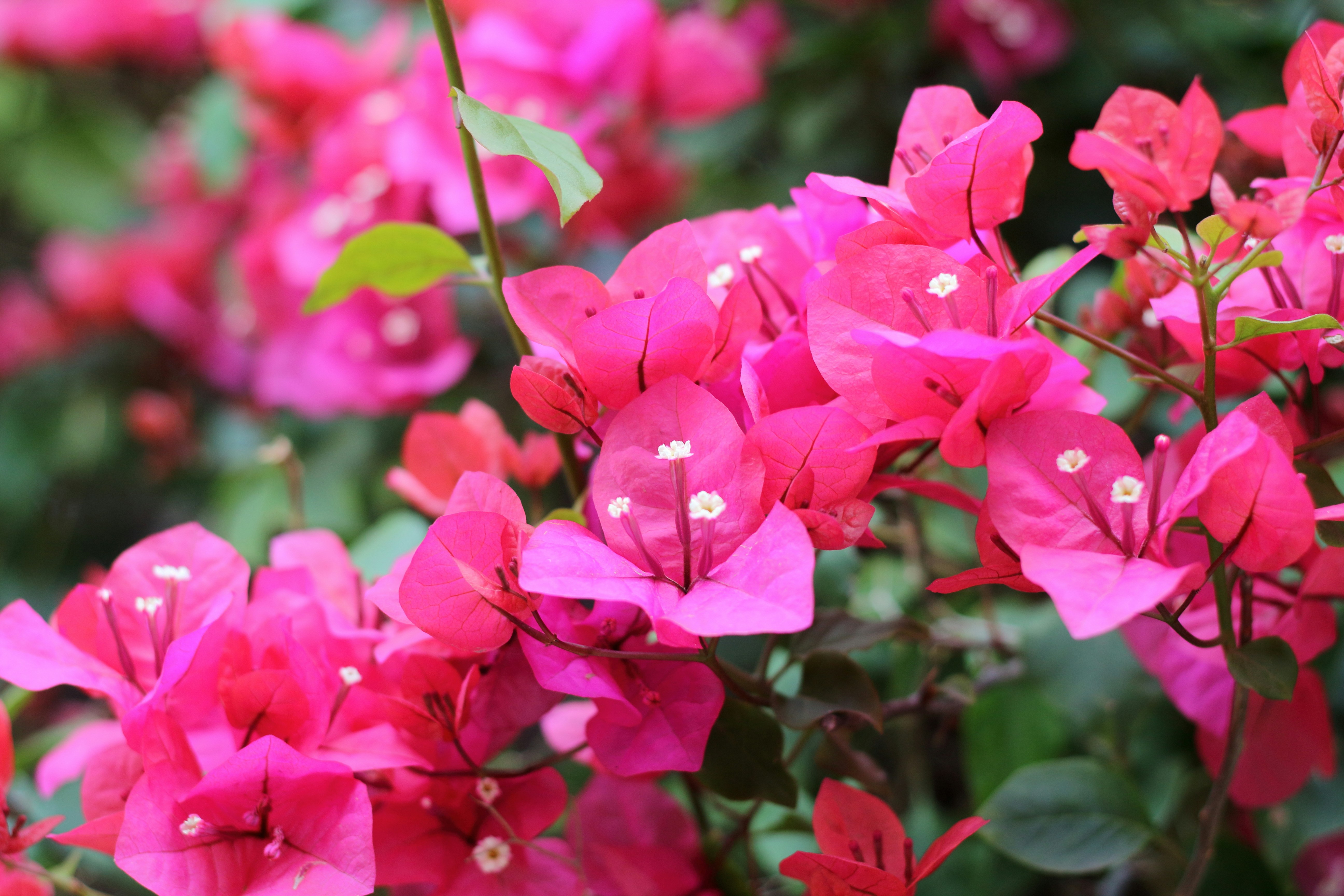 Photo by saleh_aka_jim