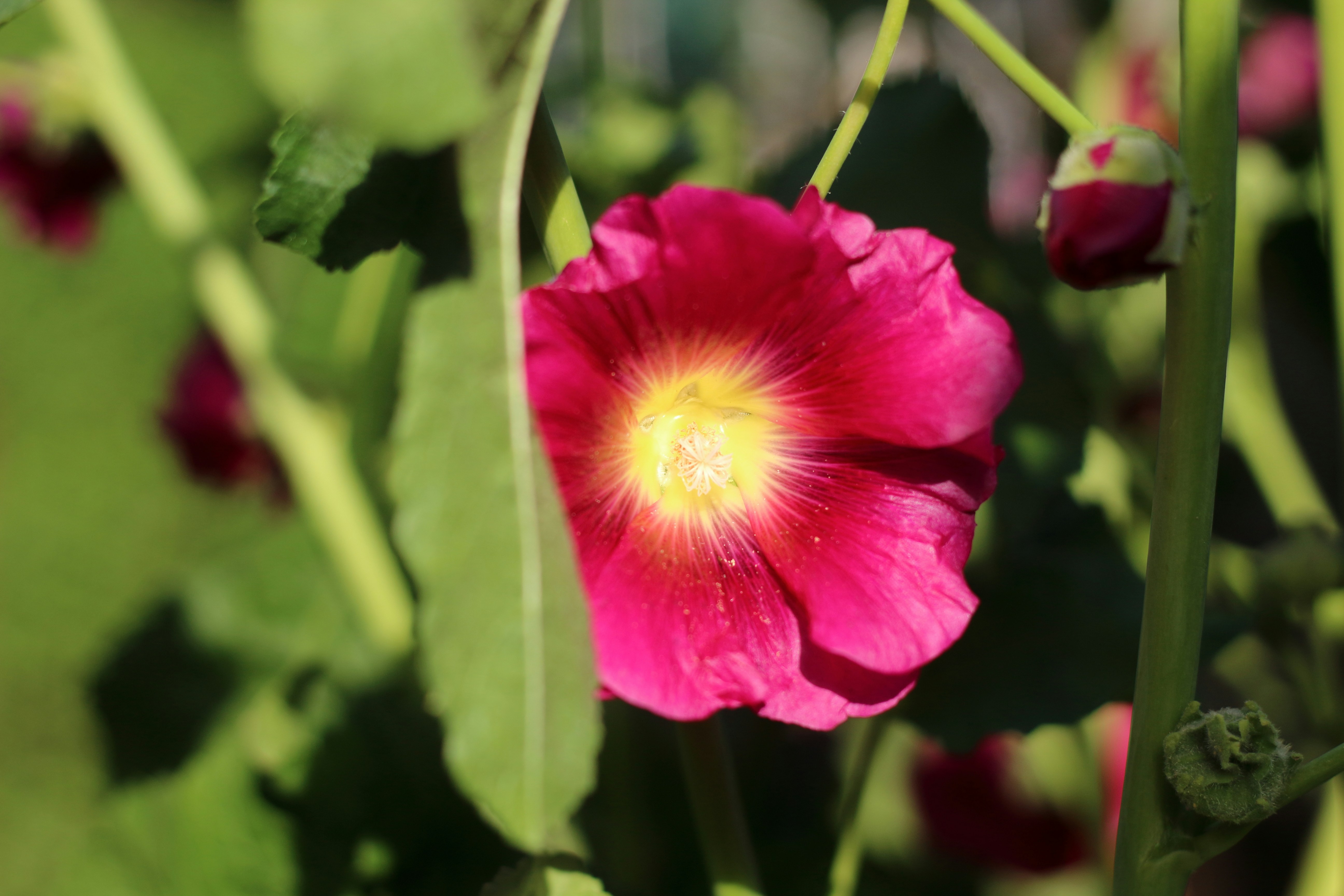 Photo by saleh_aka_jim