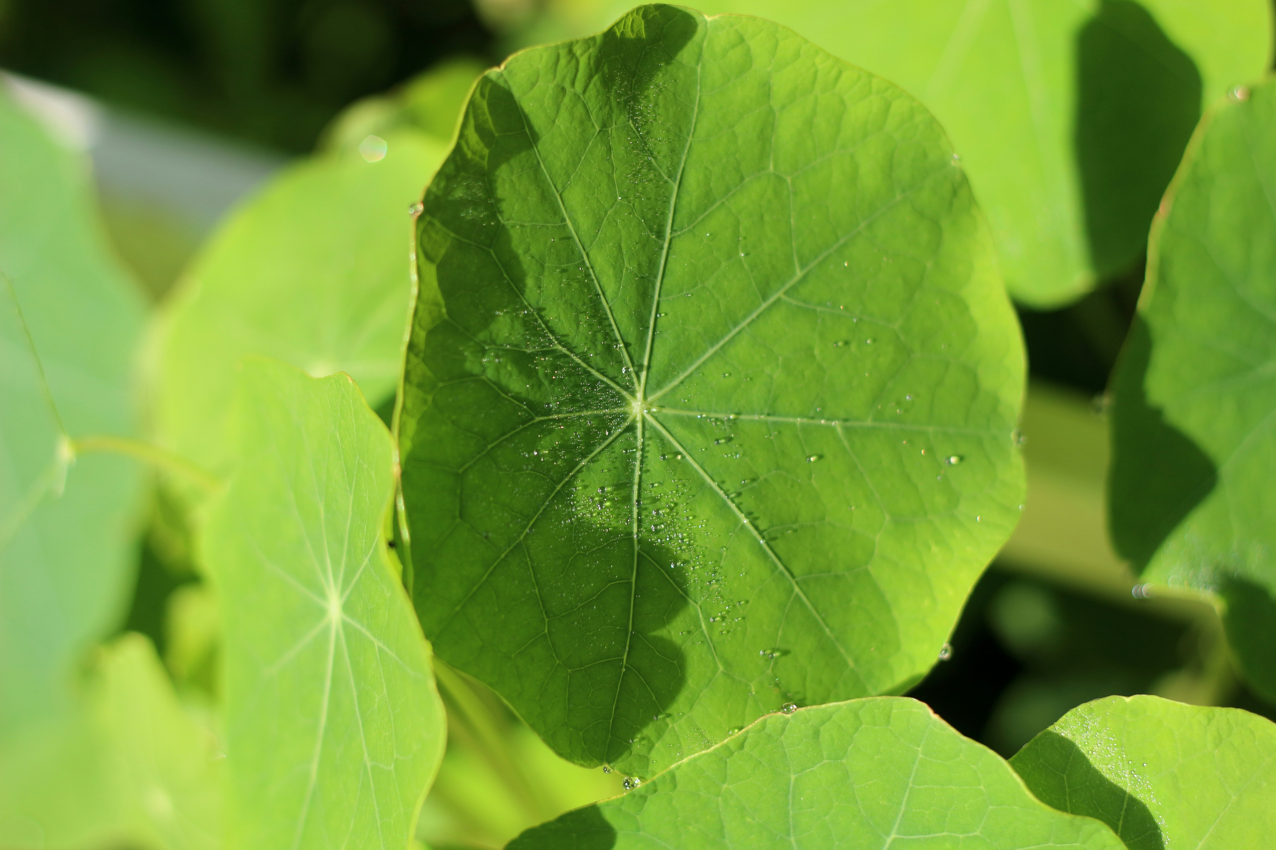 Photo by saleh_aka_jim