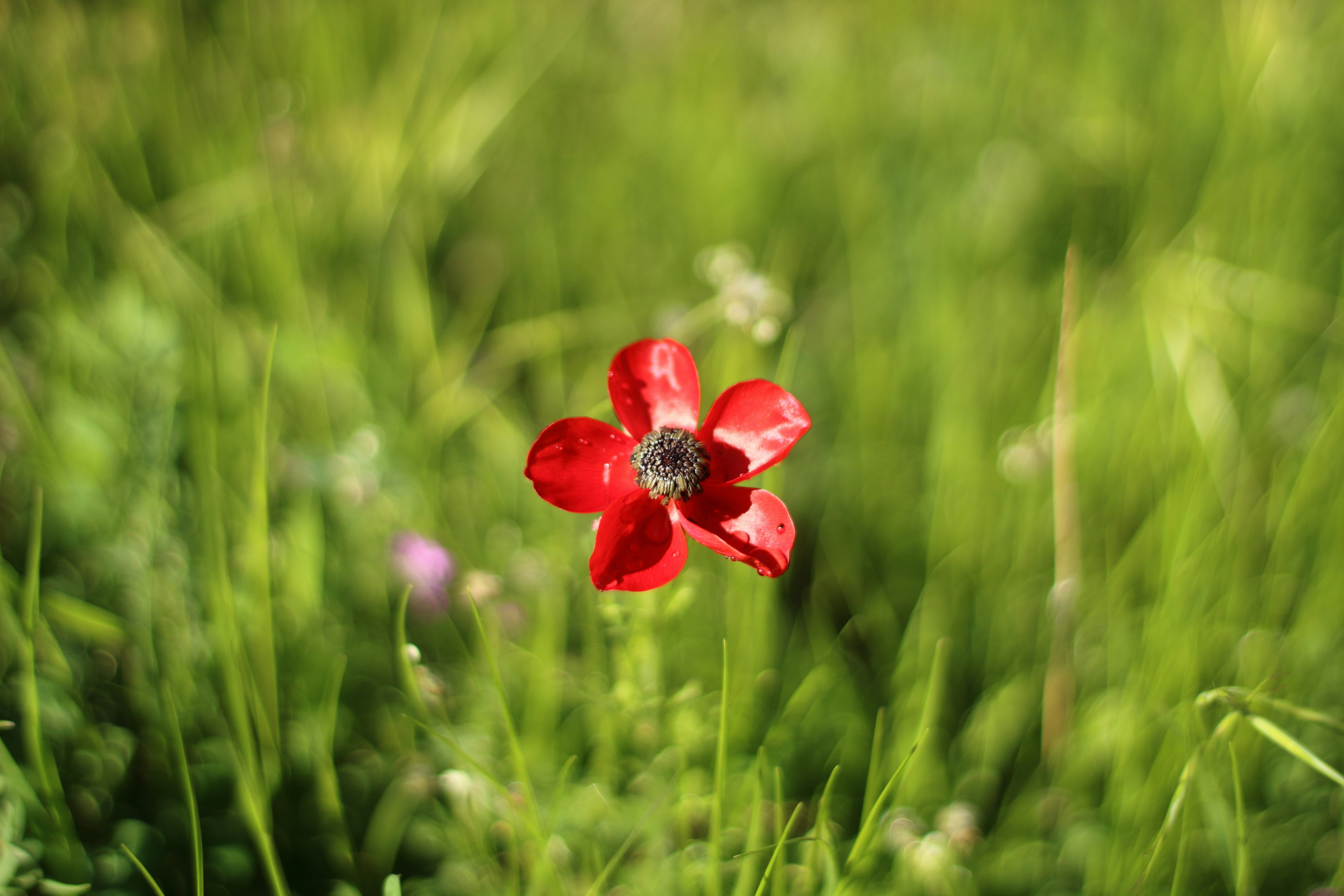 Photo by saleh_aka_jim