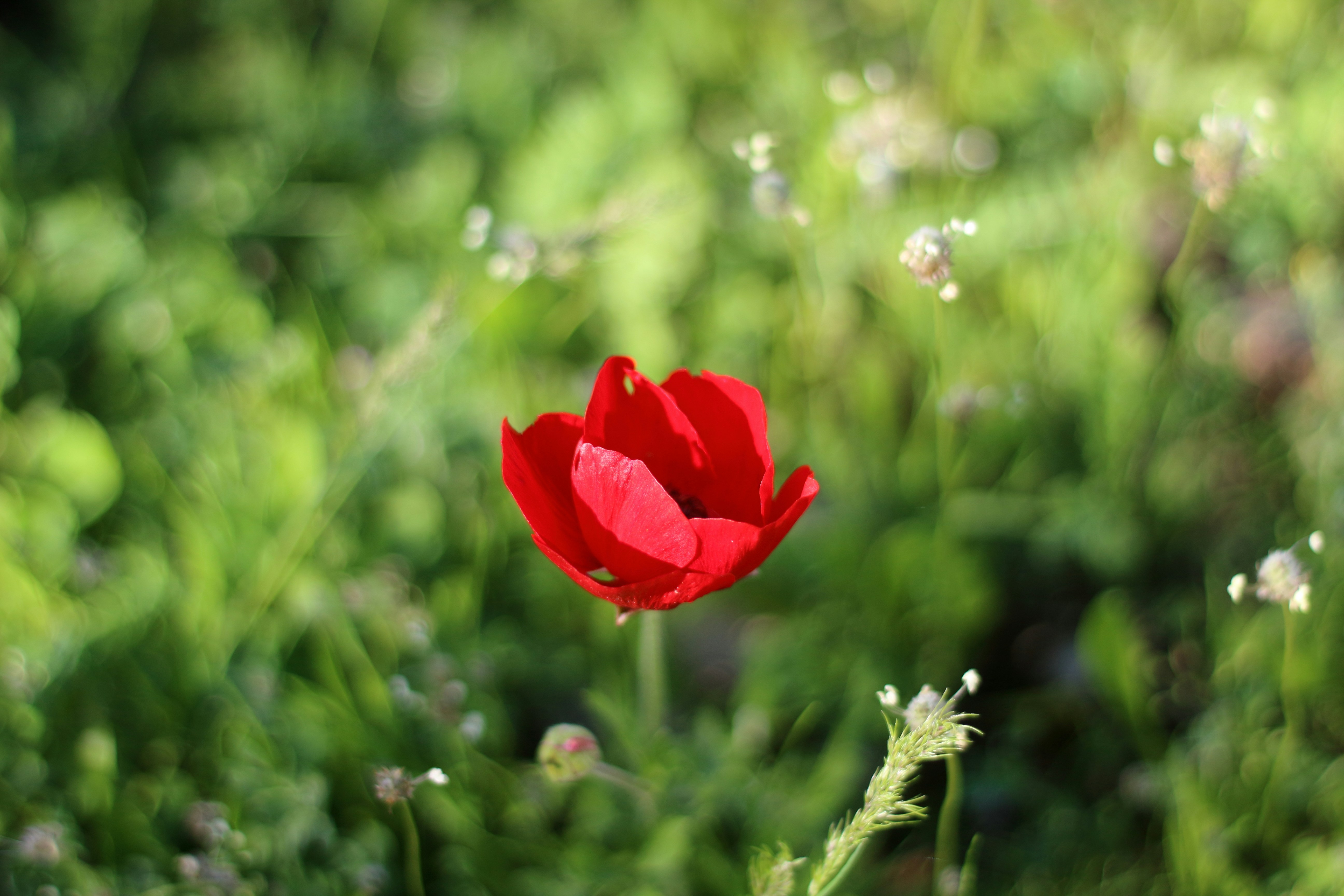 Photo by saleh_aka_jim