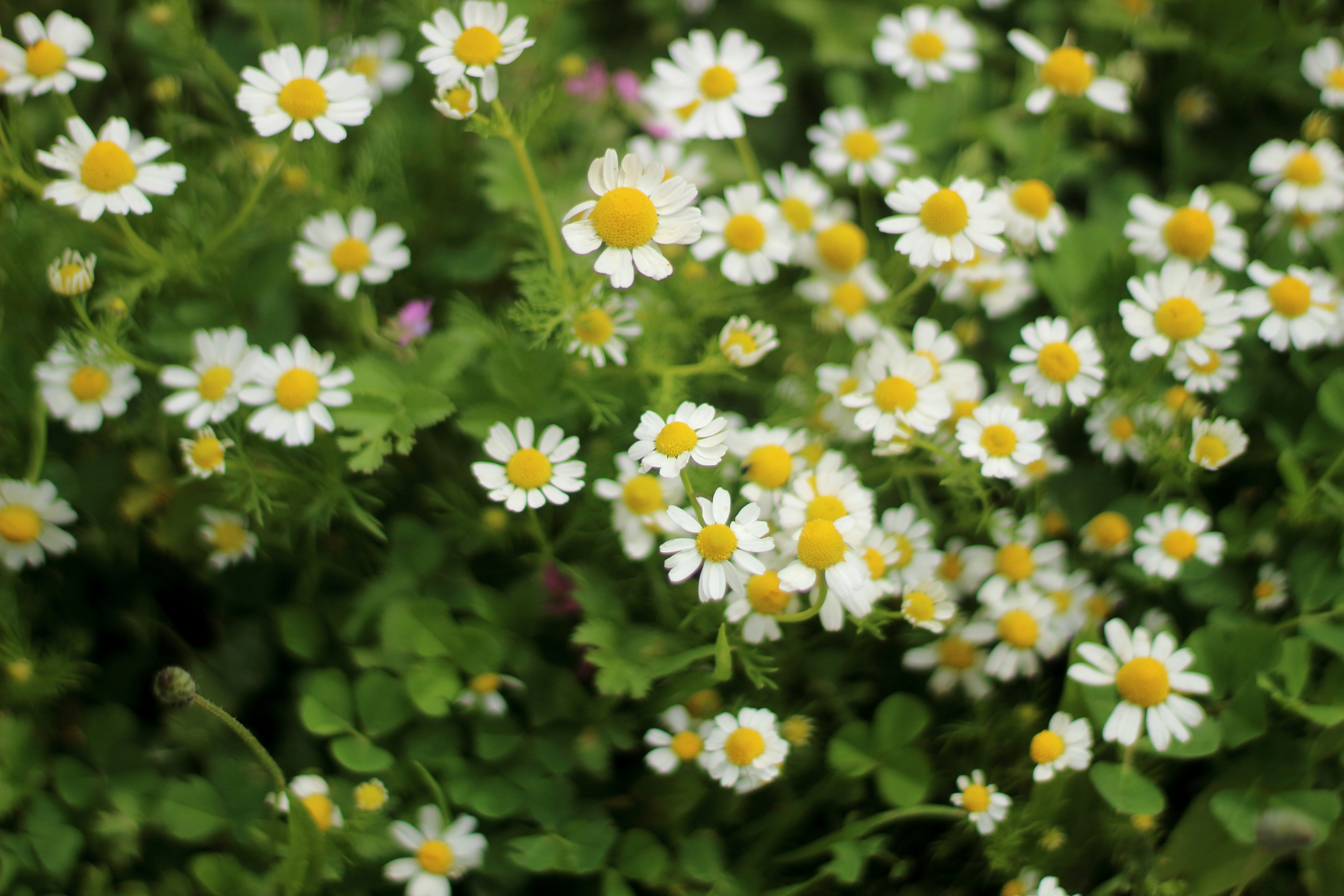 Photo by saleh_aka_jim