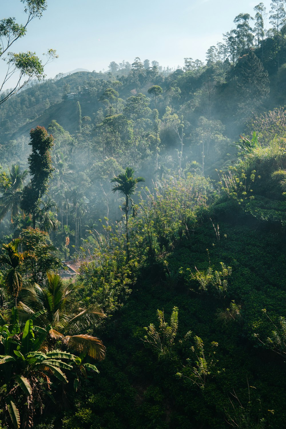 a lush green forest filled with lots of trees