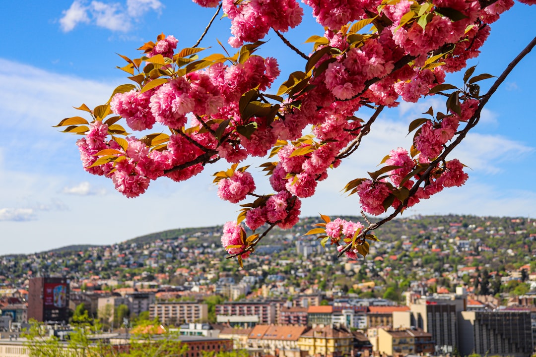 a view of a city from a hill with pink flowers,
