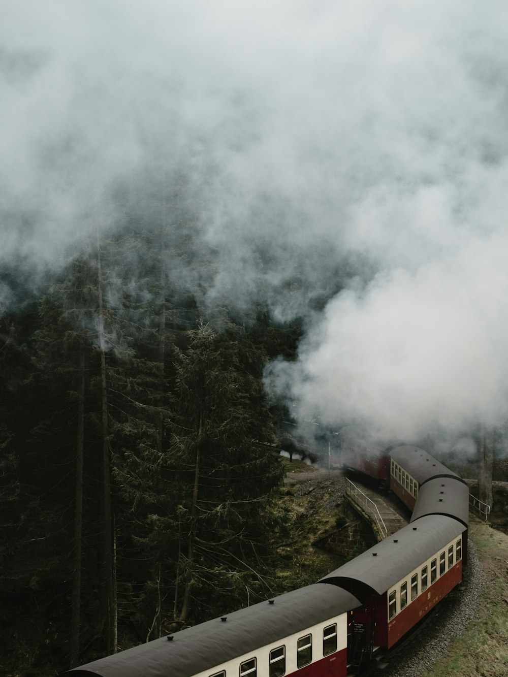 a train traveling through a lush green forest