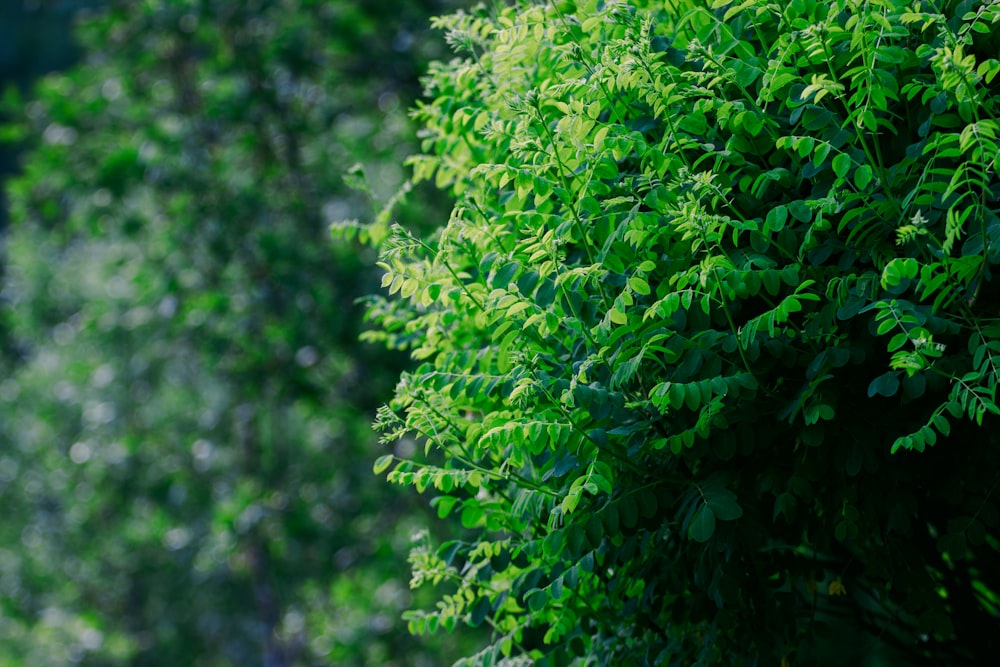 a close up of a green bush with lots of leaves