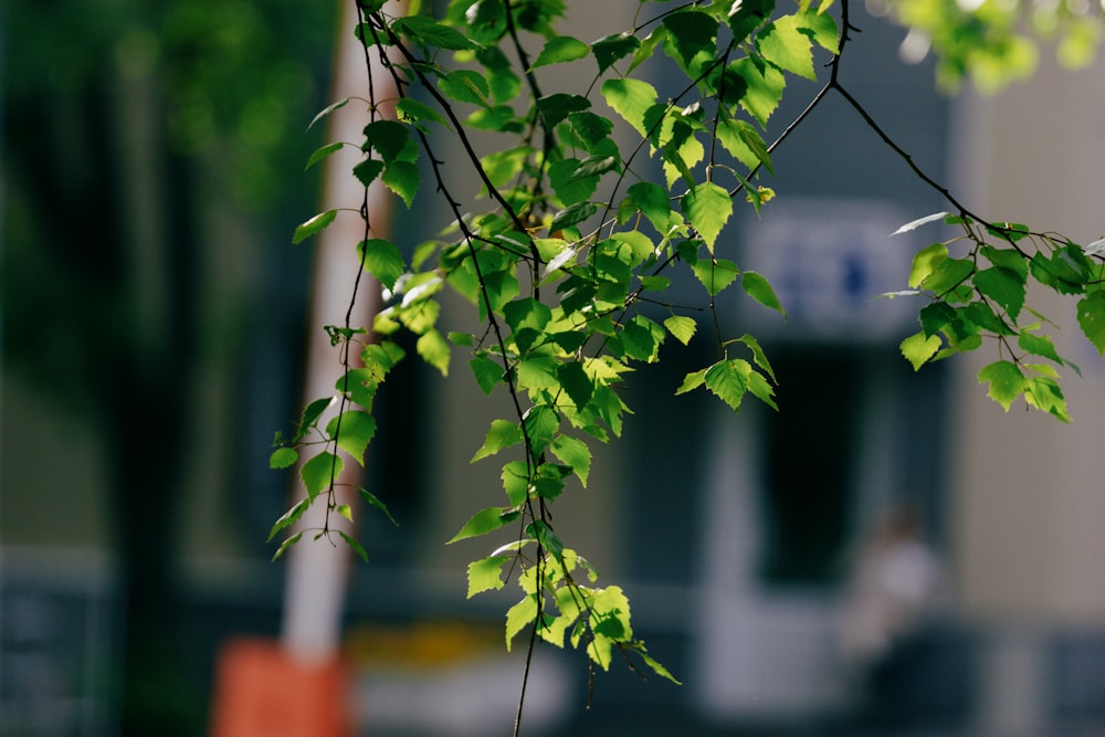a tree branch with green leaves in front of a building