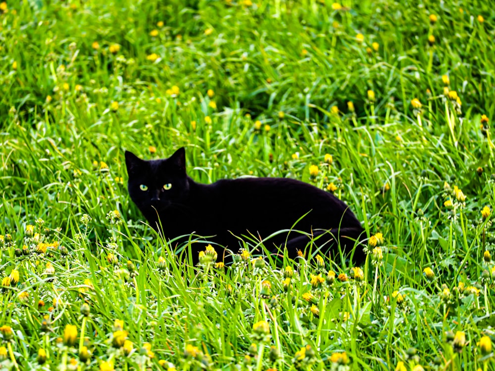 a black cat sitting in a field of green grass