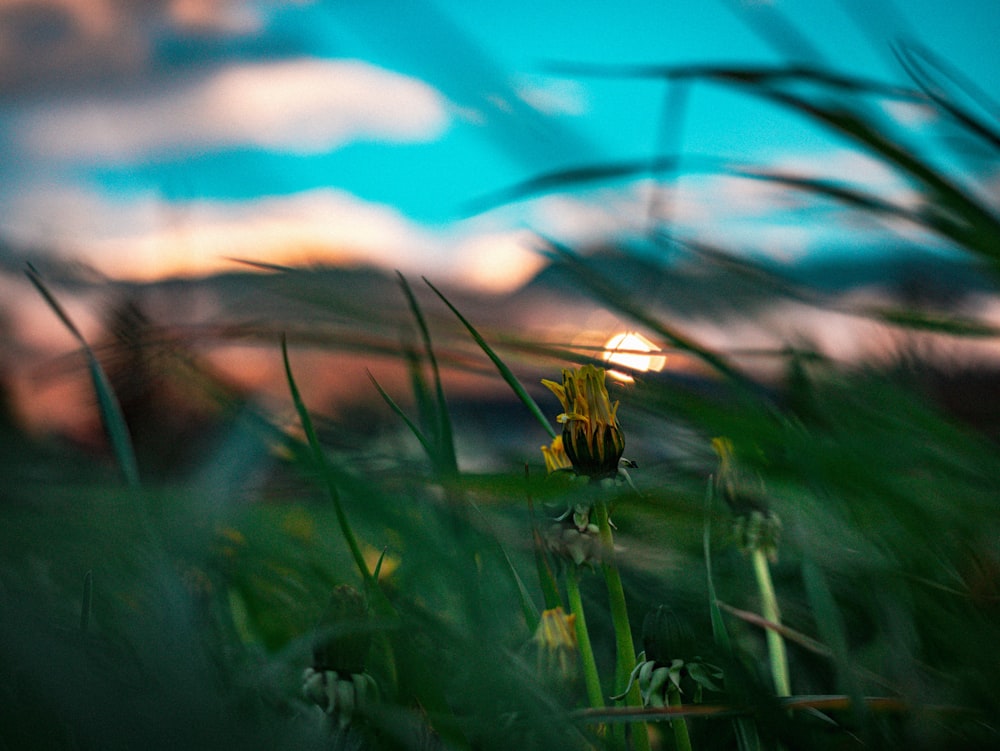 a blurry photo of grass with a sky in the background