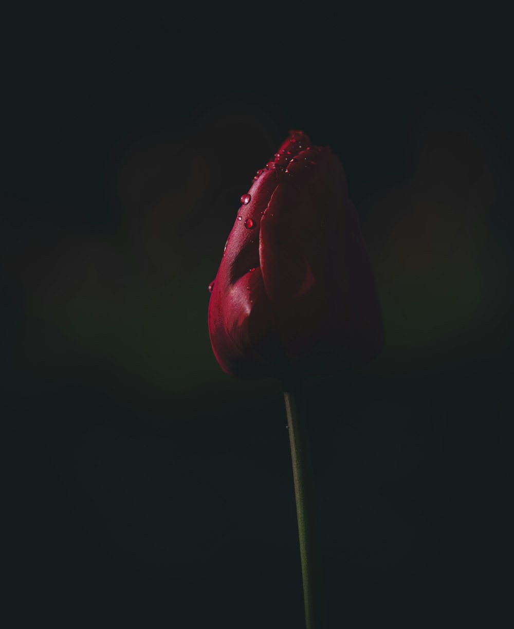 a single red tulip with water droplets on it
