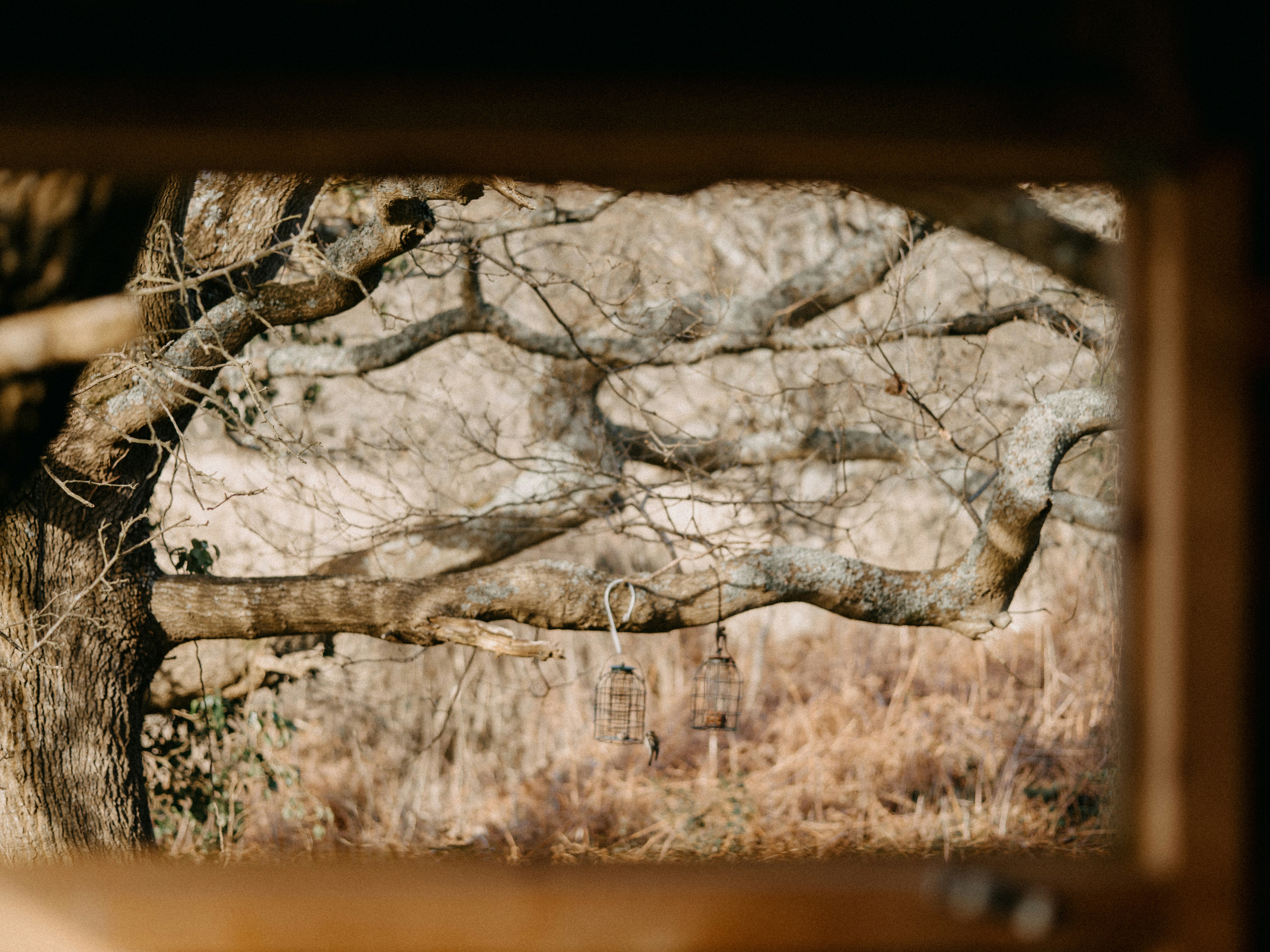 森の木にぶら下がっている鳥の餌箱