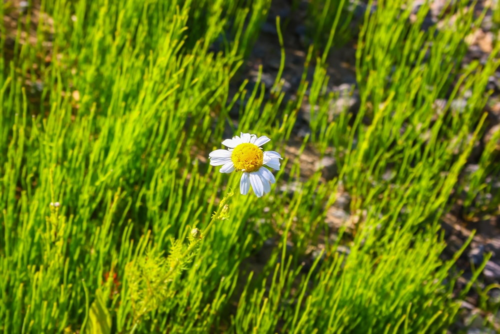 a single white flower sitting on top of a lush green field