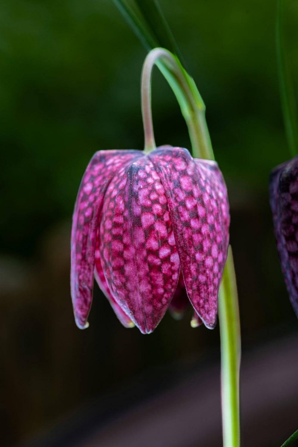 a close up of a flower with a blurry background