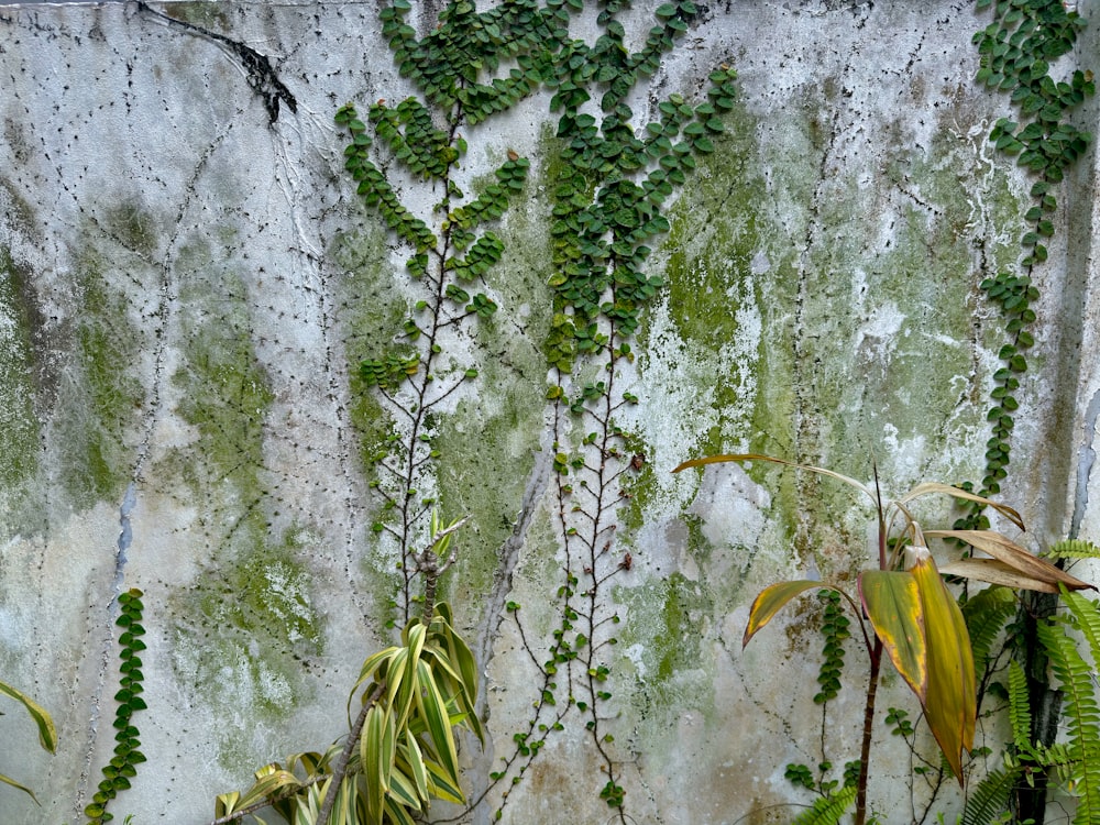 a wall covered in green plants next to a cement wall