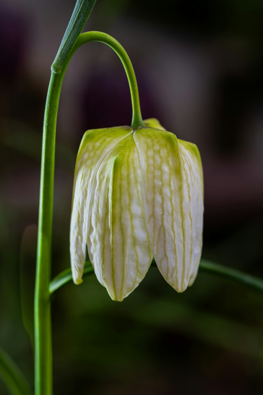 a close up of a flower with a blurry background