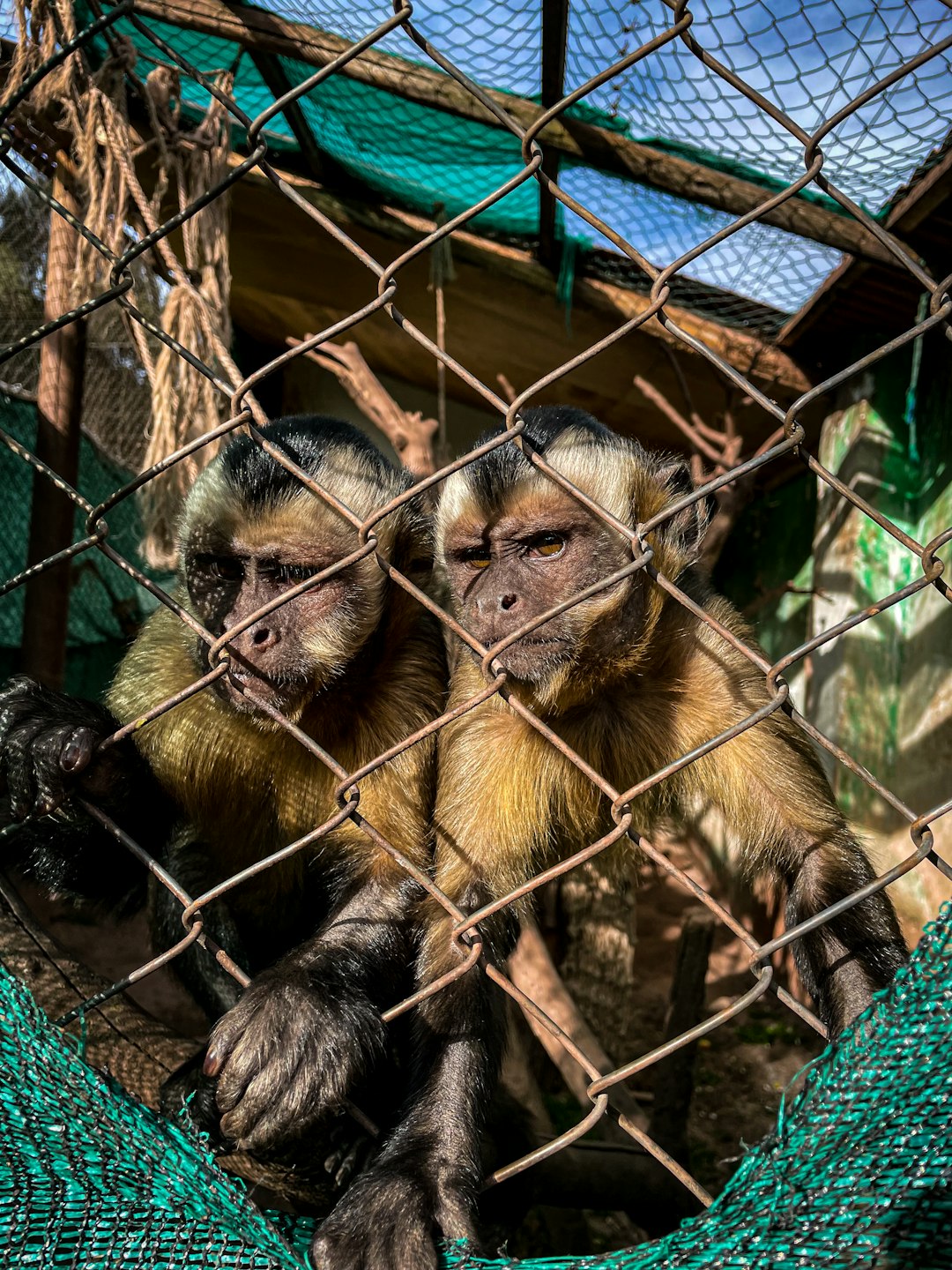 In a moment that tugs at the heartstrings, two capuchin monkeys huddle close, their expressive eyes peering through the diamond shapes of a wire fence. Their golden-brown fur contrasts with the green hues of their enclosure, highlighting the complexity of their emotions and the stark reality of their captivity. The image serves as a profound reminder of the delicate relationship between wildlife and human stewardship, ideal for sparking discussions on conservation, animal welfare, or the ethics of animal habitats in zoological settings.