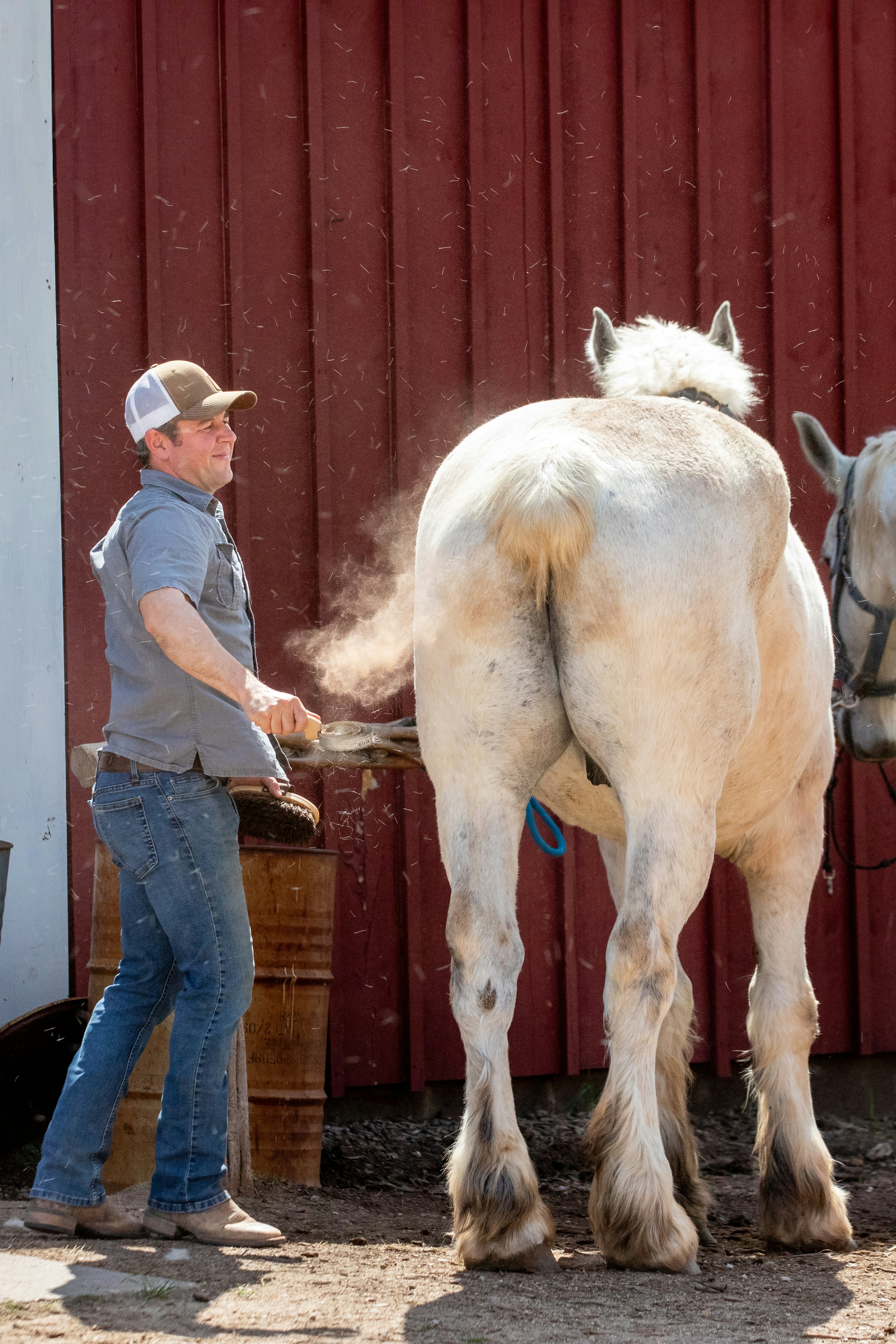 Horse grooming tools and equipment for proper care