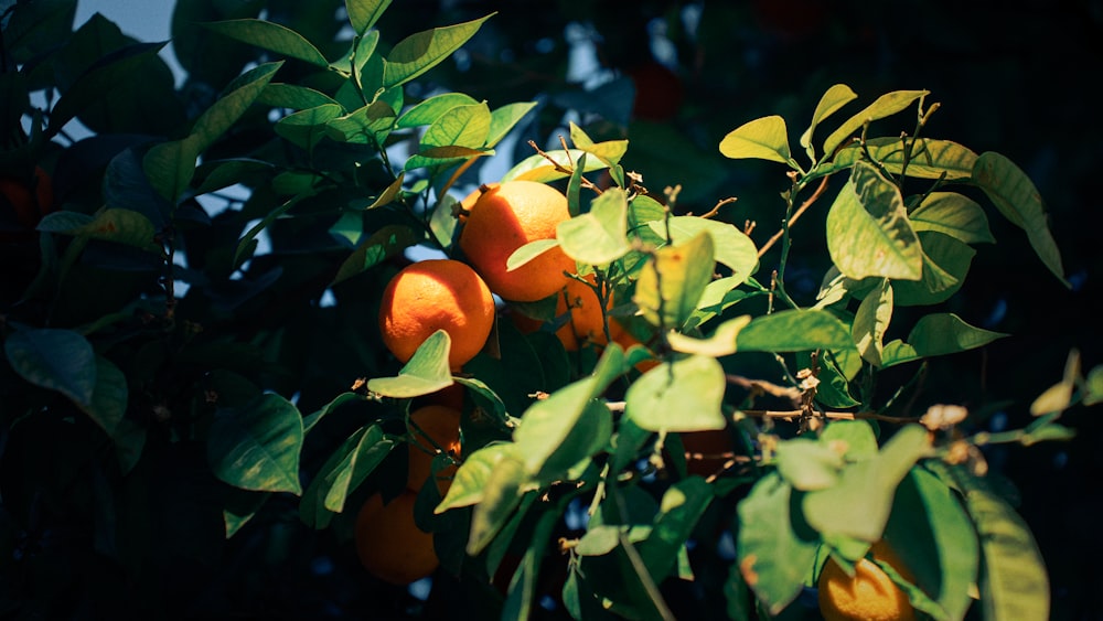 a tree filled with lots of ripe oranges