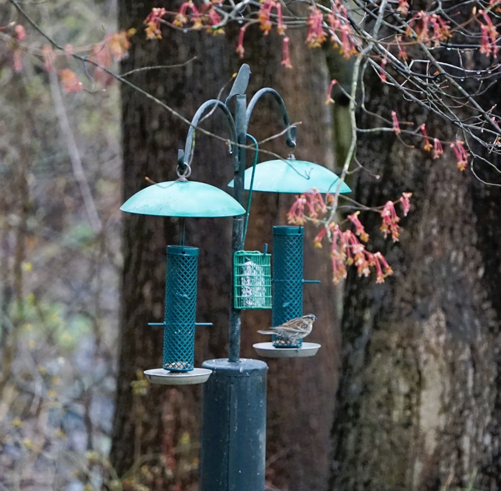 a couple of birds sitting on top of a bird feeder