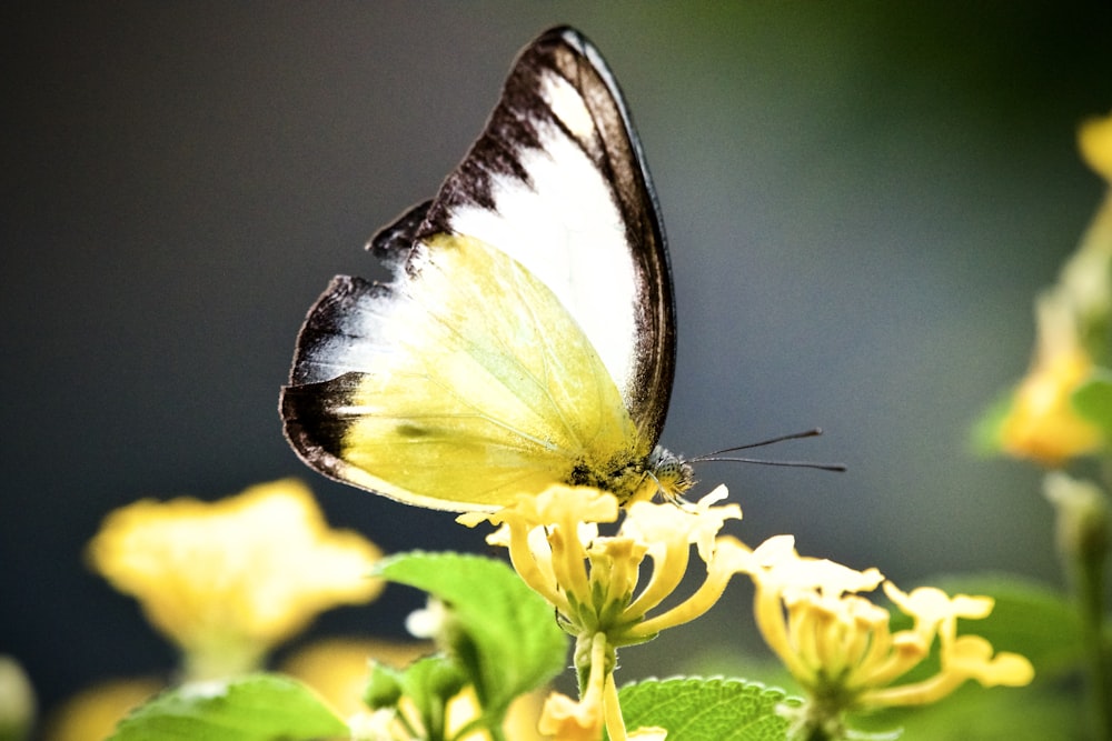 a white and black butterfly sitting on a yellow flower