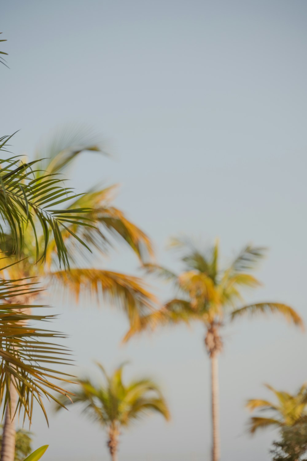 a group of palm trees with a blue sky in the background