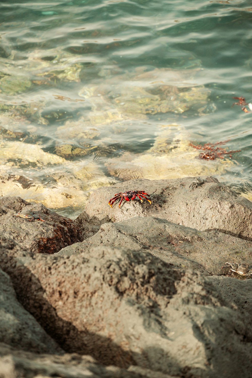 a crab on a rock in the water