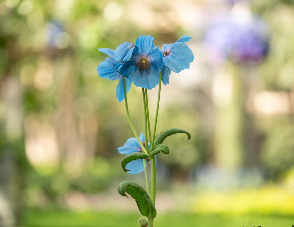 a close up of a blue flower in a vase