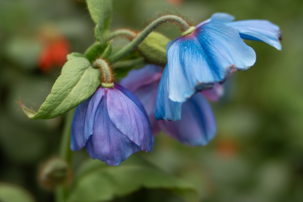 a close up of a blue flower with green leaves