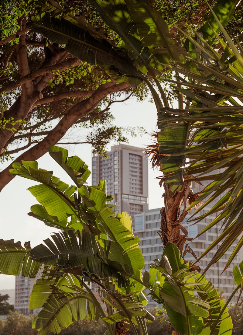 Una vista de una ciudad con edificios altos al fondo