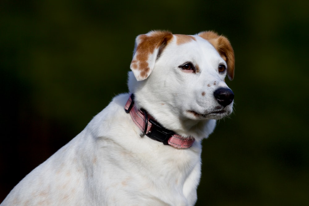 a white and brown dog with a red collar