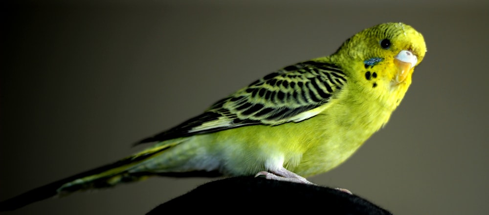 a green and yellow bird sitting on top of a person's arm