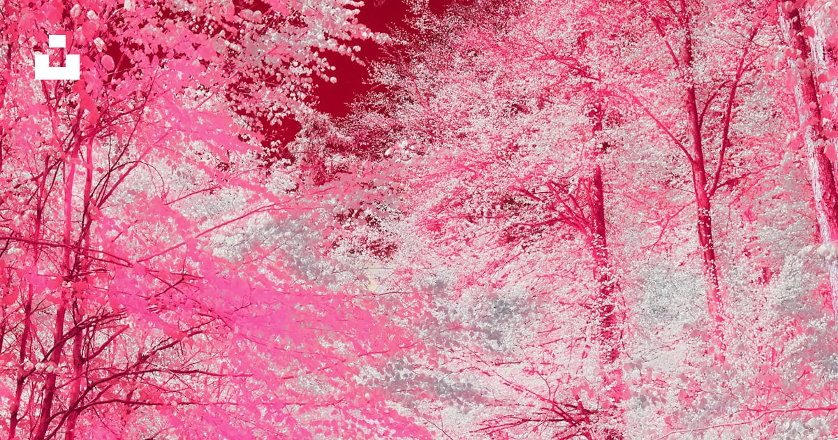 Une photo rouge et blanche d’une route entourée d’arbres photo – Photo ...