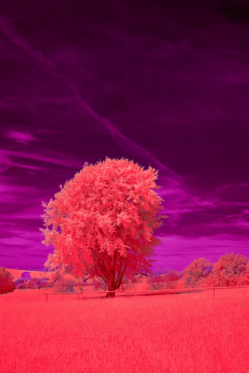 a tree in a field with a purple sky in the background