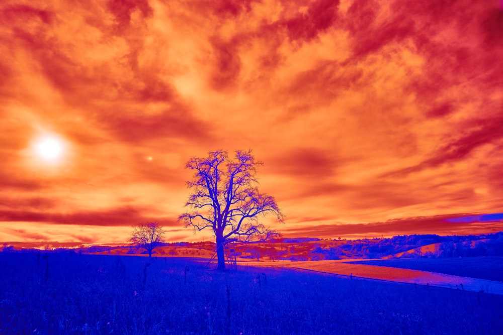 a tree in a field with a red sky in the background