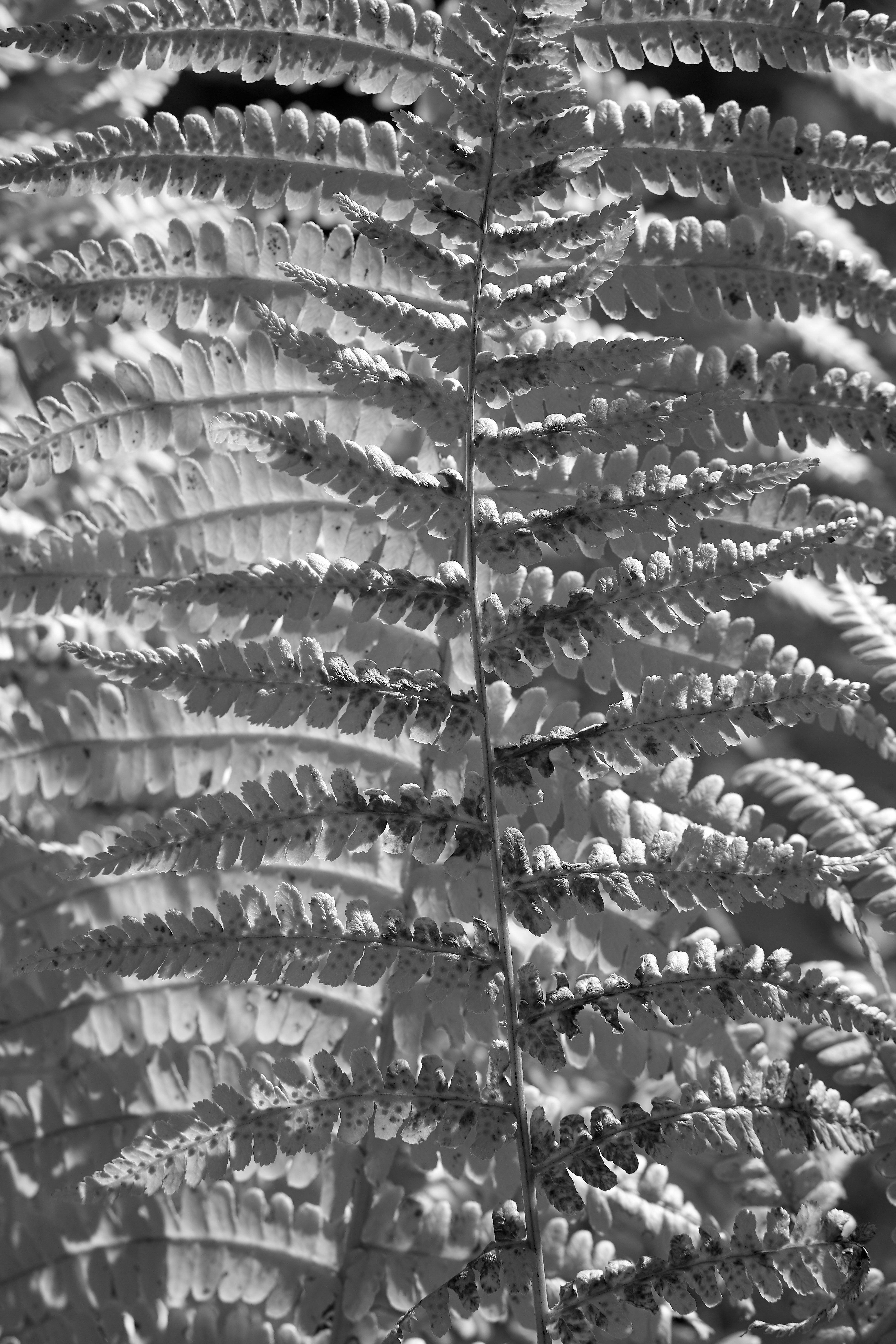 Photo by wolfgang_hasselmann