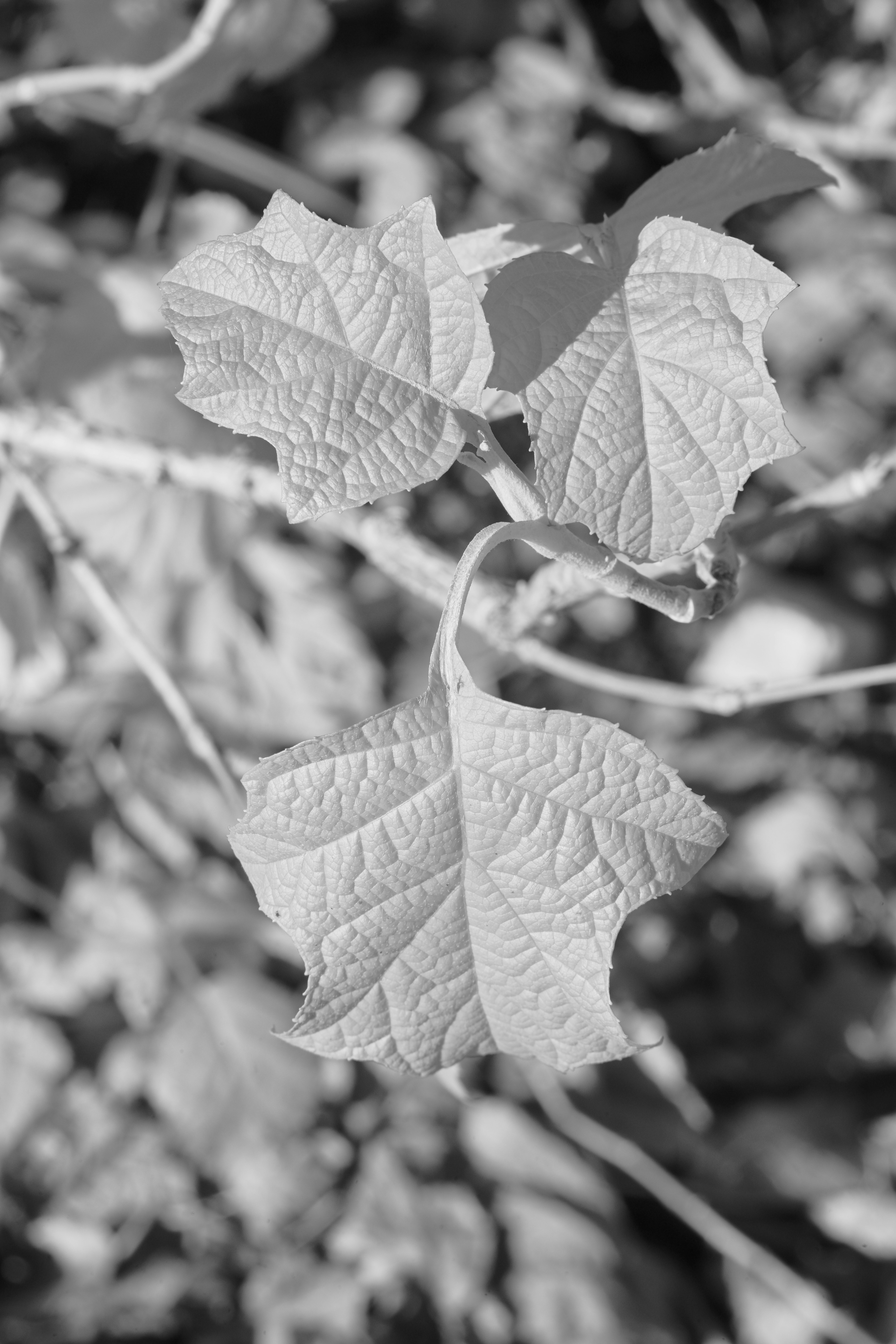 Photo by wolfgang_hasselmann