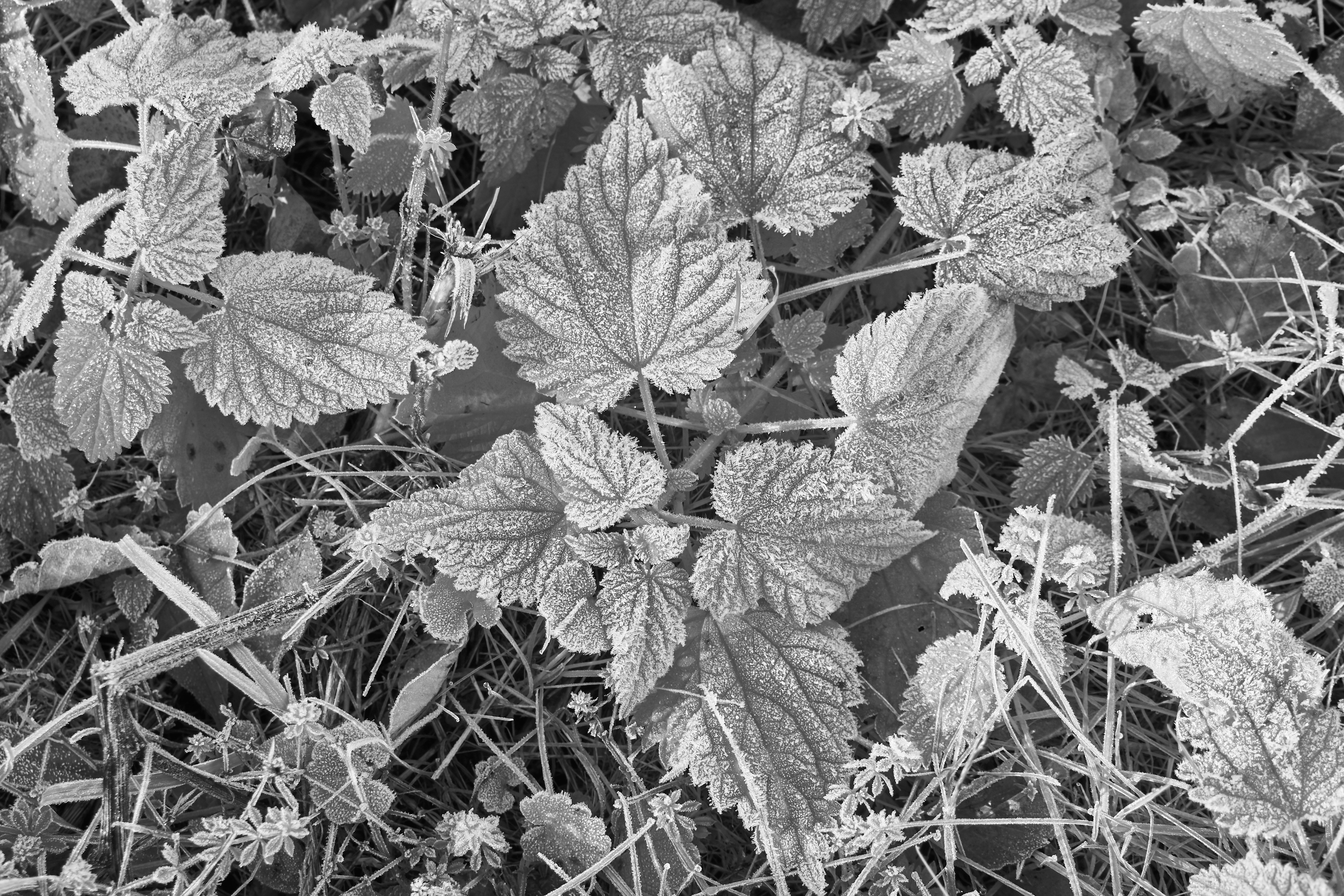 Photo by wolfgang_hasselmann